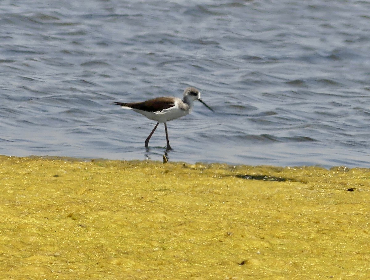 Black-winged Stilt - ML646861683
