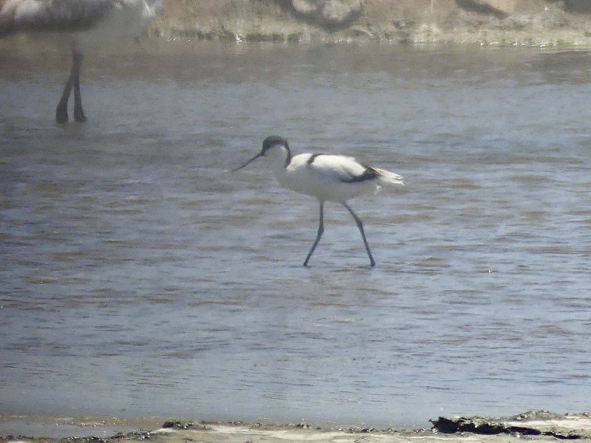 Pied Avocet - ML646861684