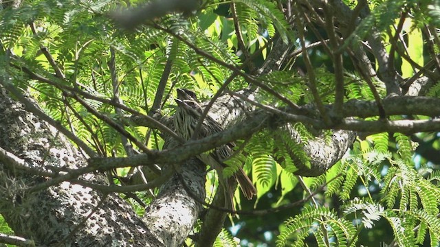 Пёстрый бентеви - ML646861686