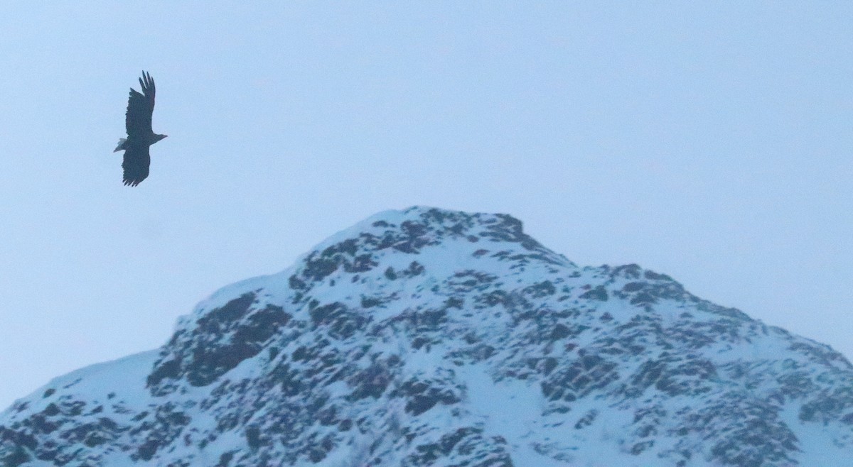 White-tailed Eagle - ML646861689