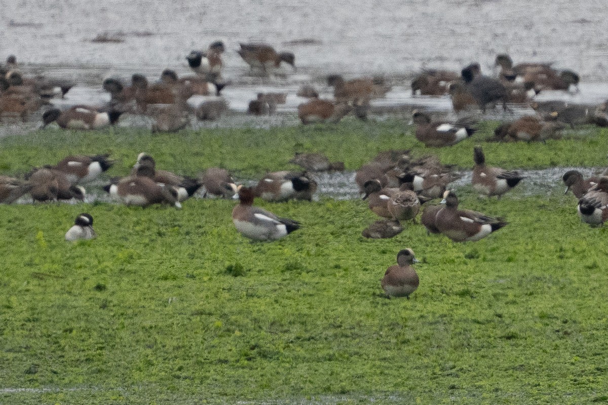 Eurasian Wigeon - ML646861697