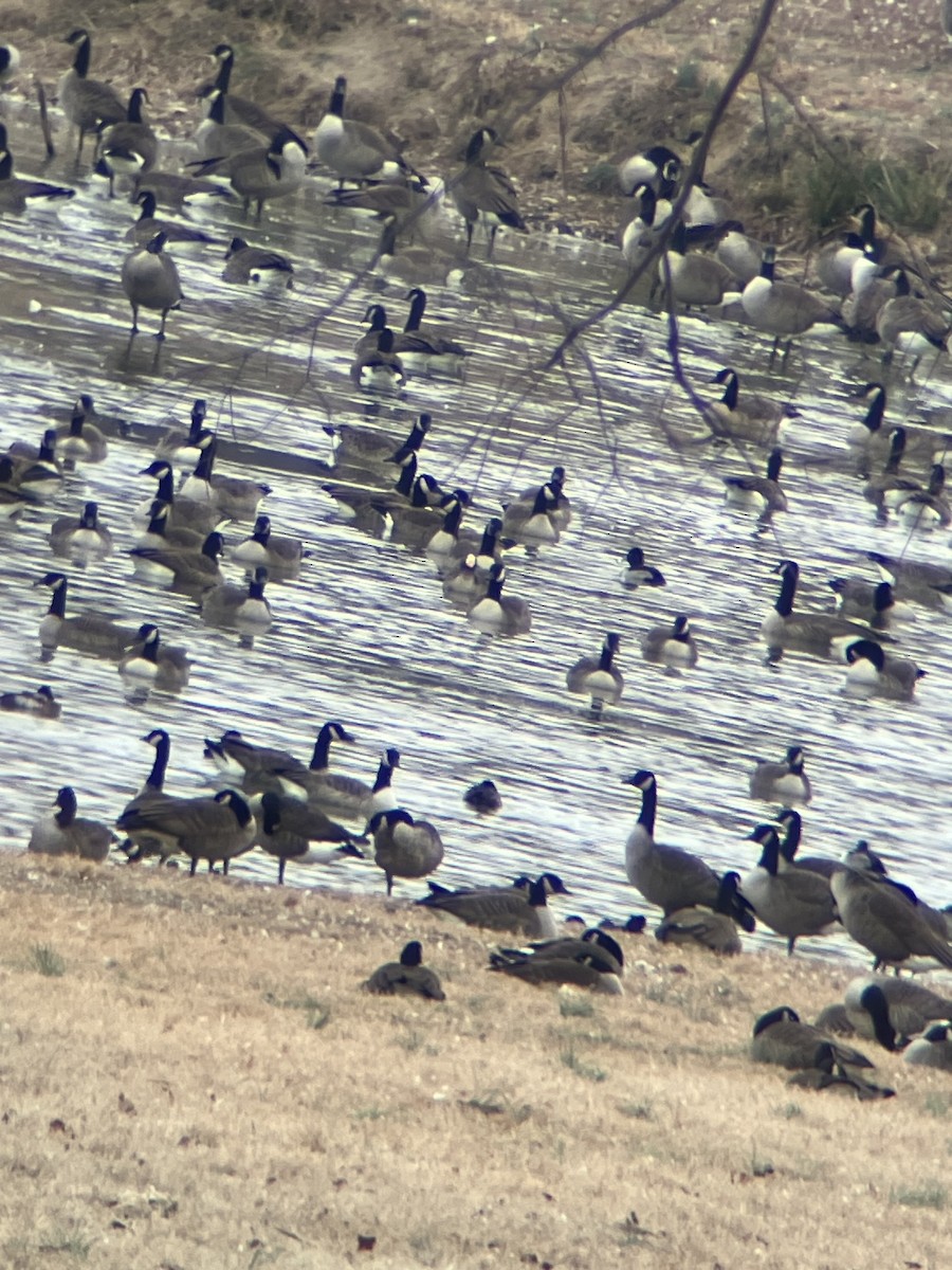 Greater White-fronted Goose (Western) - ML646861698