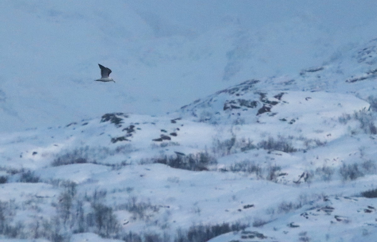 Great Black-backed Gull - ML646861699