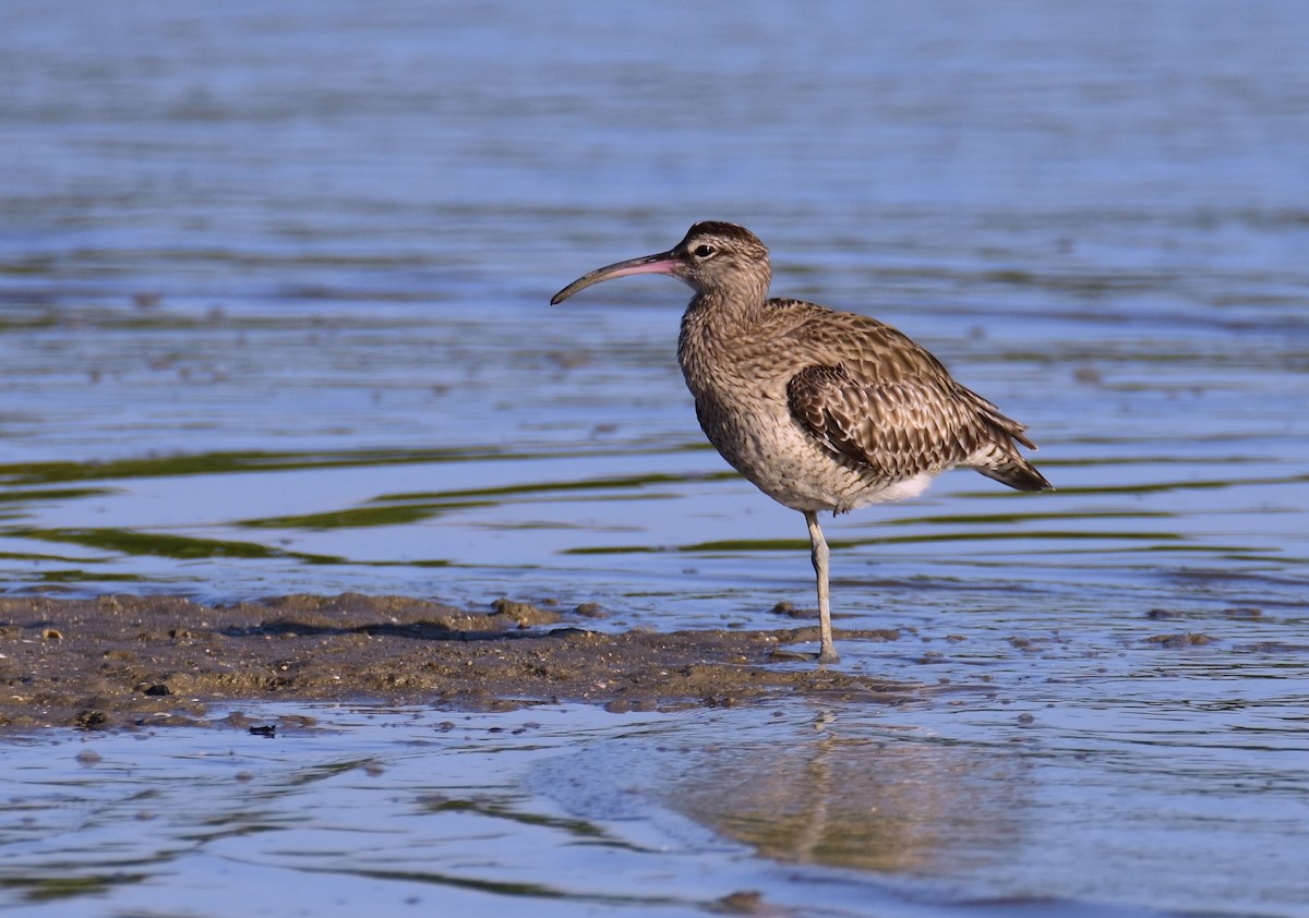 koliha malá - ML646861700