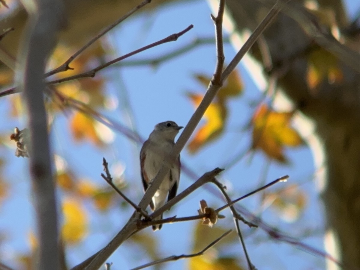 brunsideparula - ML646861701