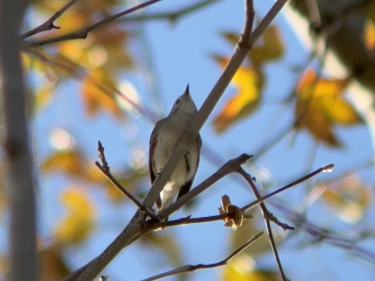 brunsideparula - ML646861702