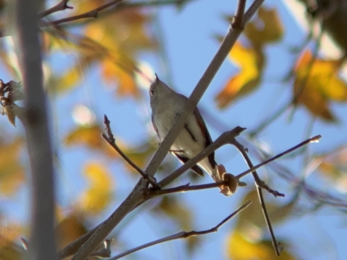 brunsideparula - ML646861703