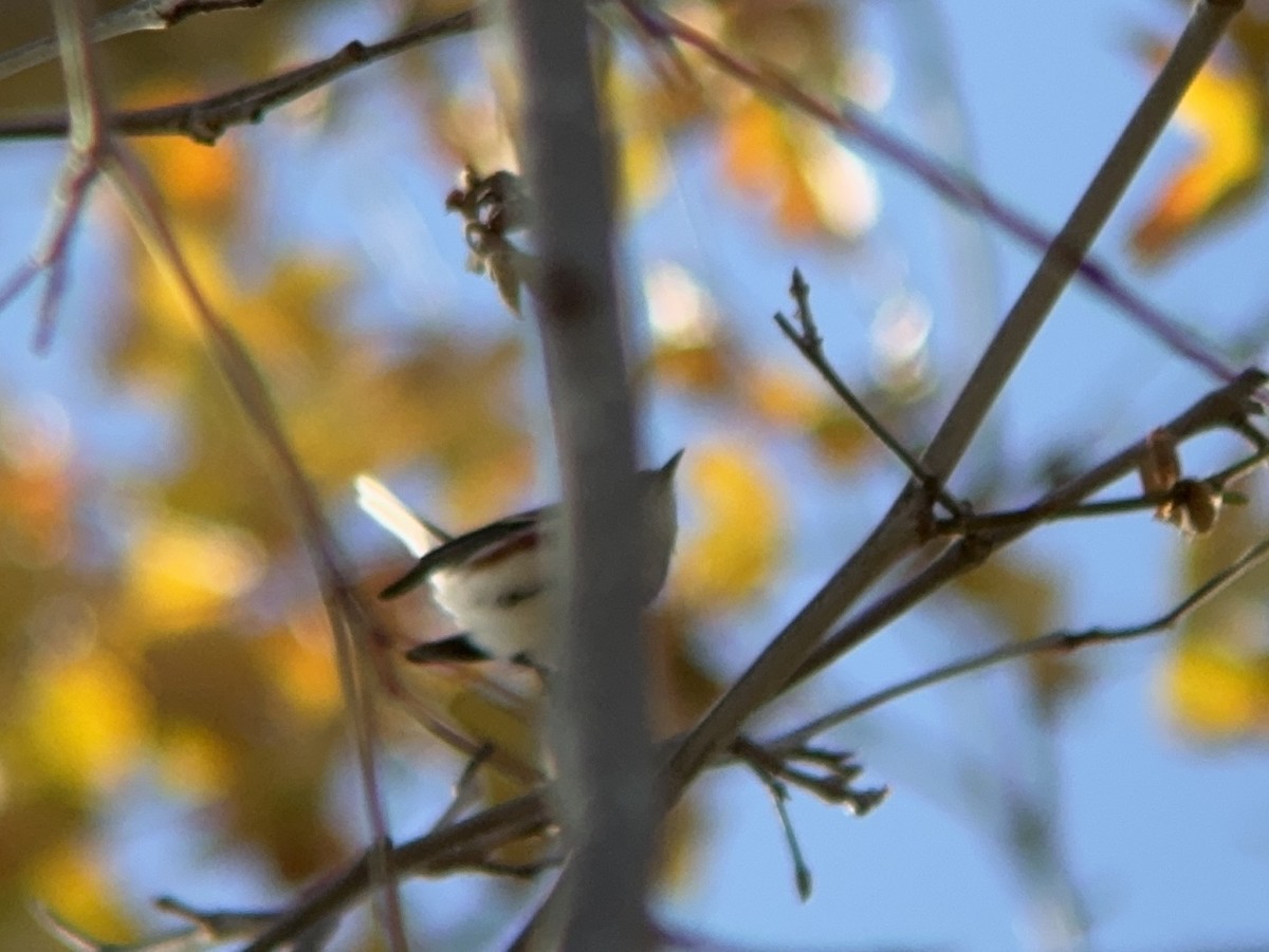 brunsideparula - ML646861704