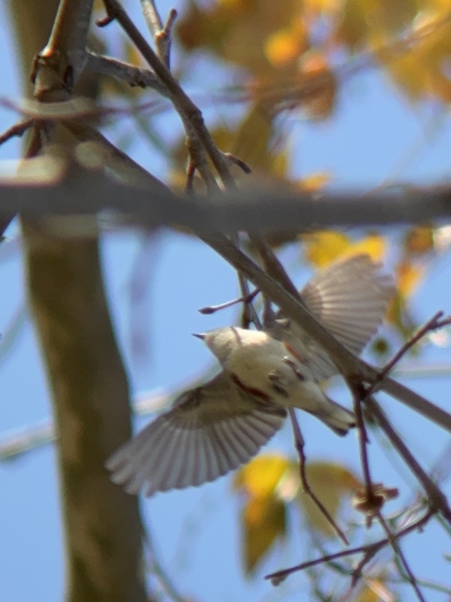 brunsideparula - ML646861705