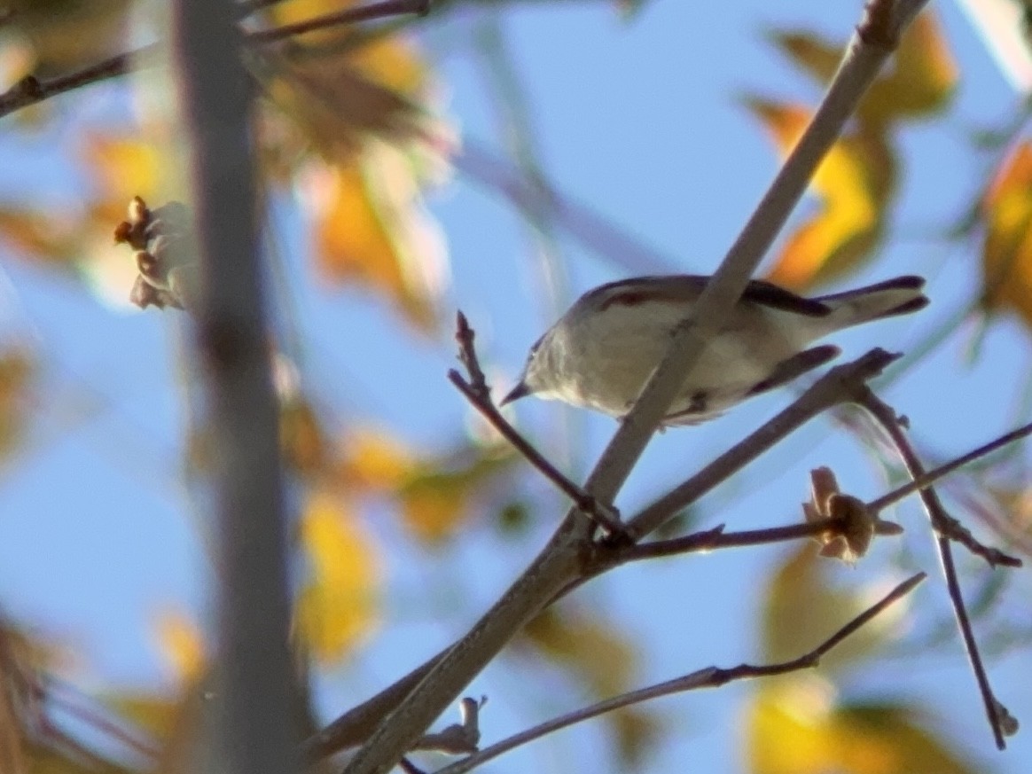 brunsideparula - ML646861706