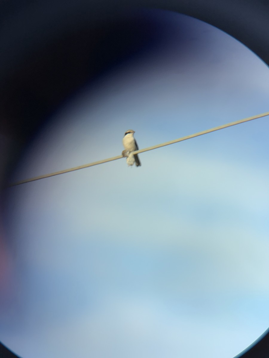 Great Gray Shrike - ML646861709