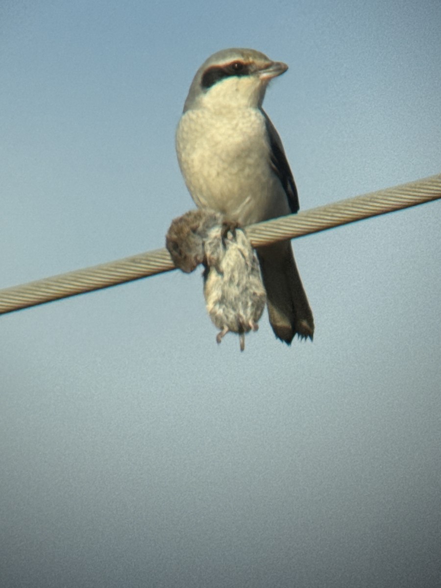 Great Gray Shrike - ML646861710