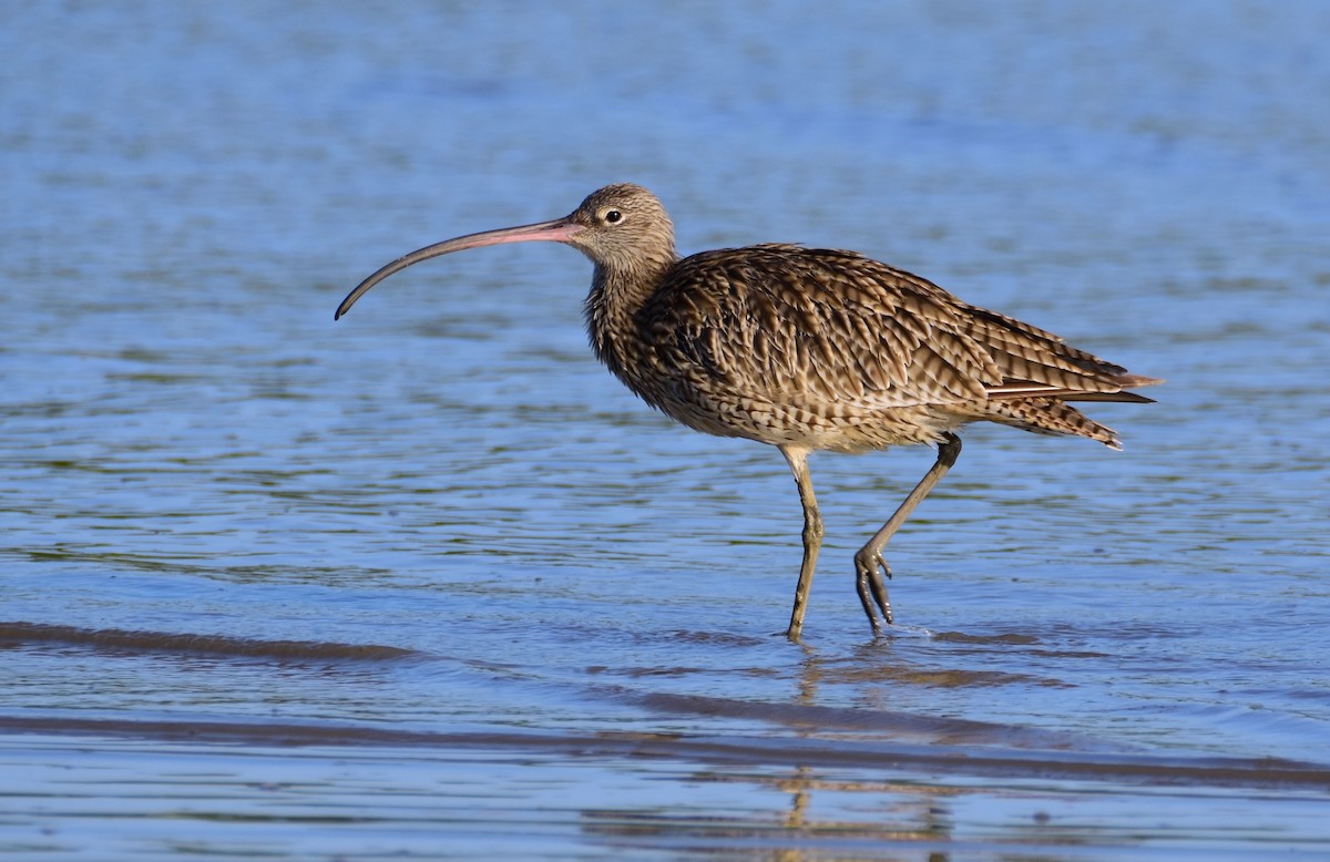 koliha východní - ML646861714