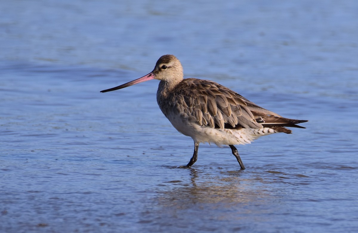 Barge rousse - ML646861716