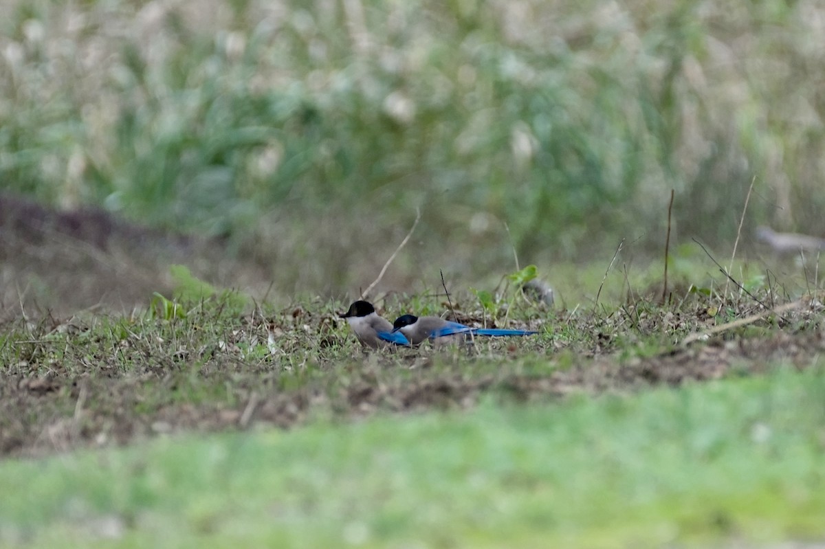 Iberian Magpie - ML646861719