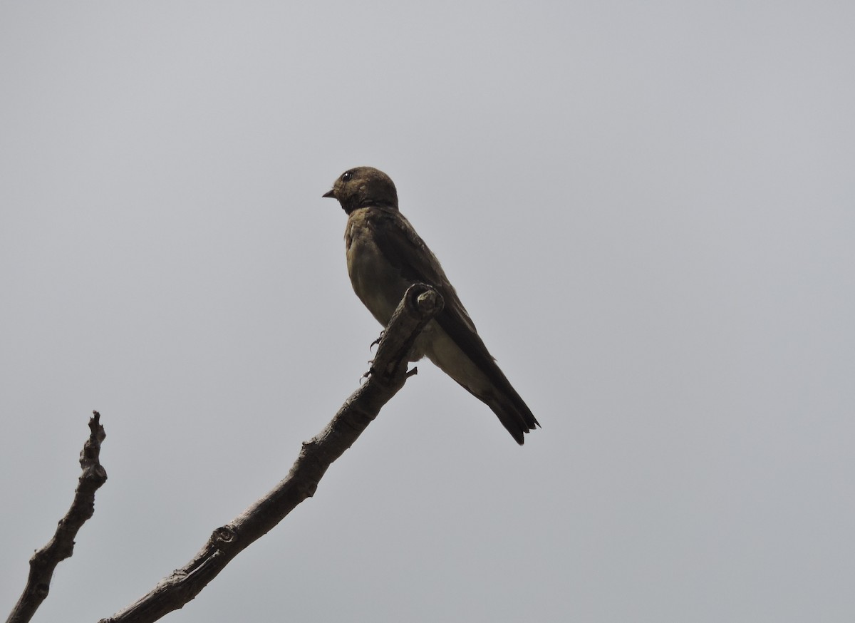 Zimtkehlschwalbe - ML646861720