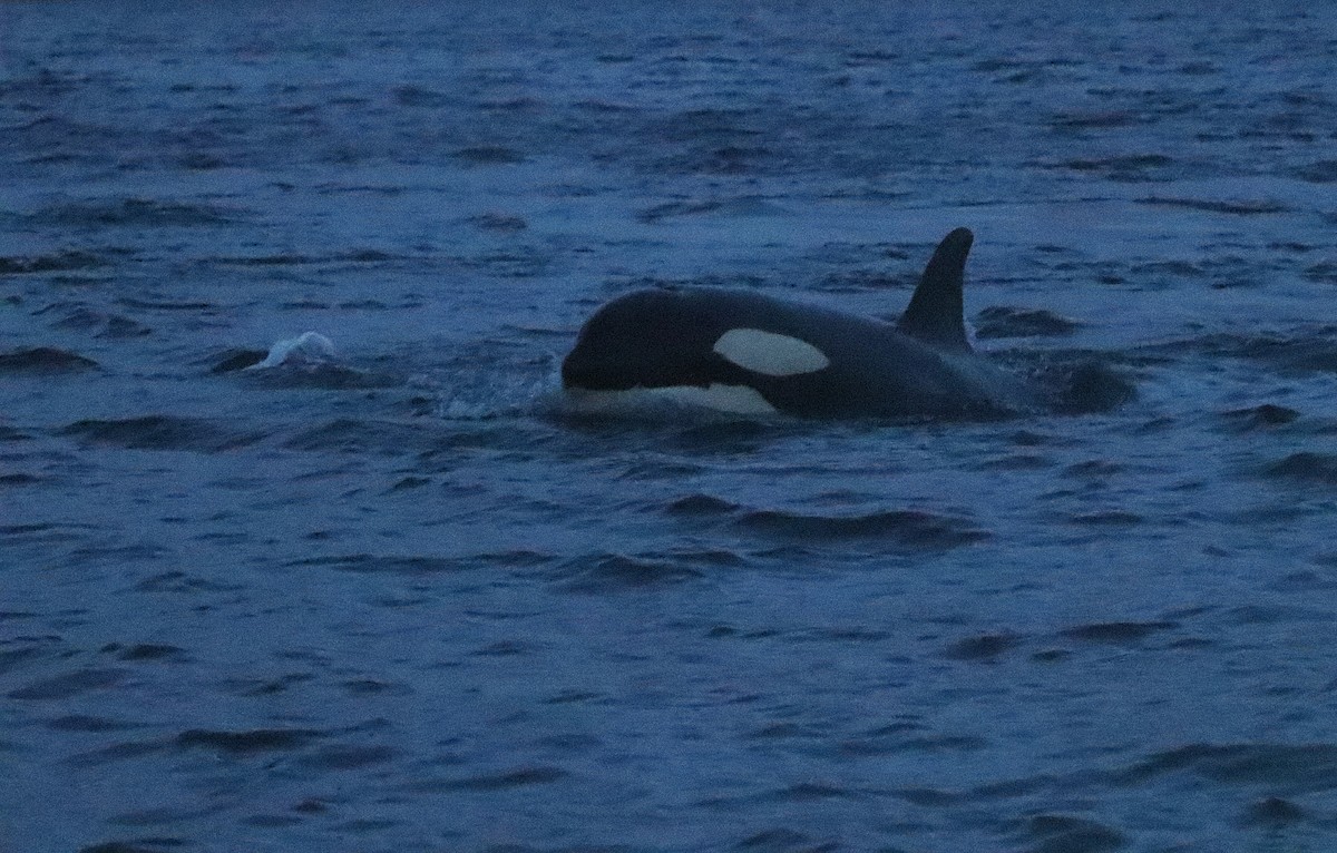 Orca - ML646861725