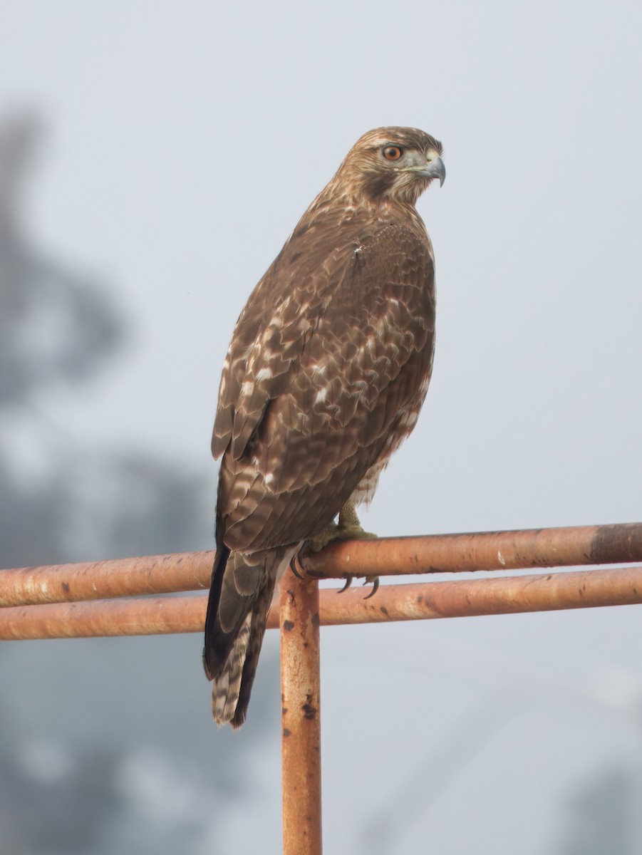 Red-tailed Hawk - ML646861726