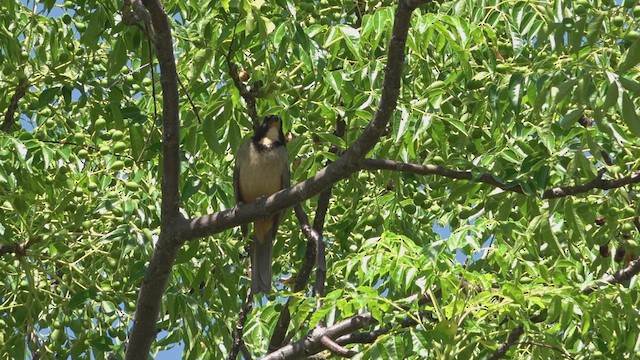 Золотоклювый сальтатор - ML646861727