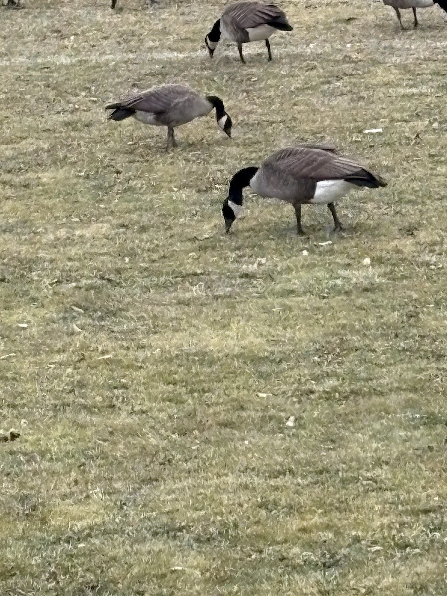 カナダガン - ML646861728