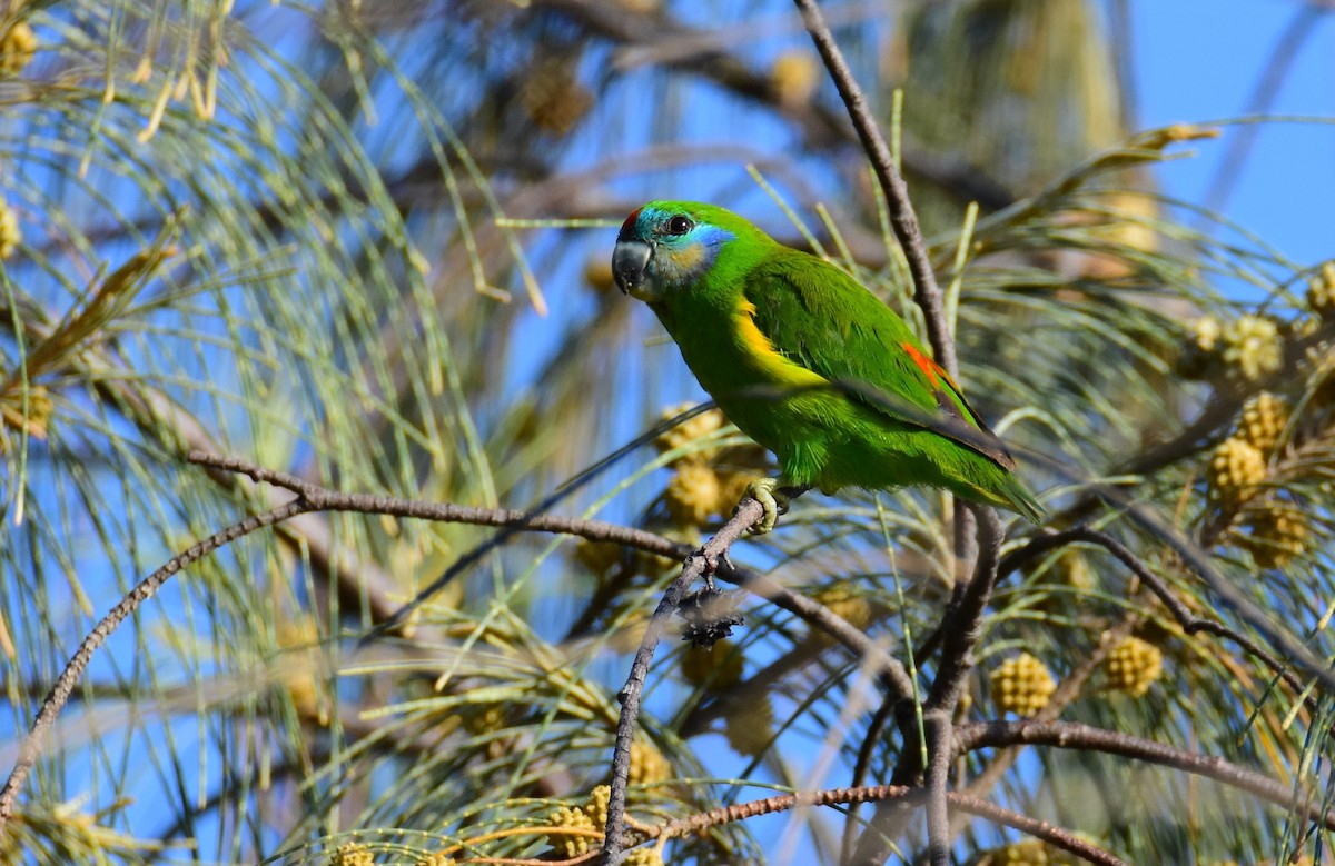 loríček žlutoboký - ML646861729
