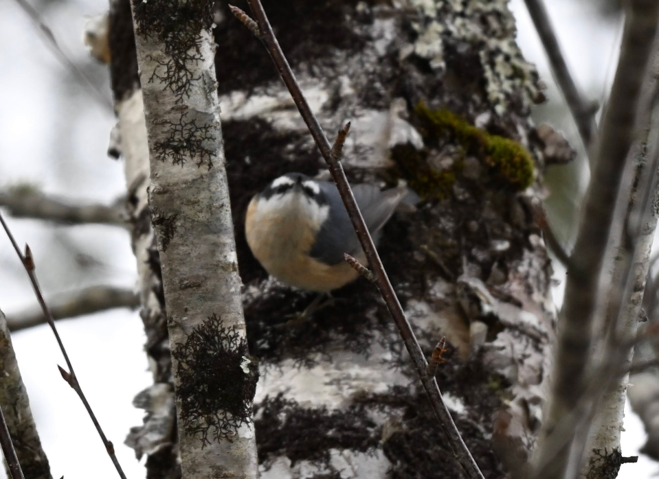 Kanada Sıvacısı - ML646861731