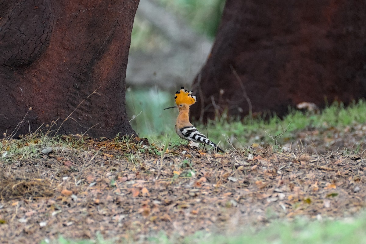 ヤツガシラ - ML646861732
