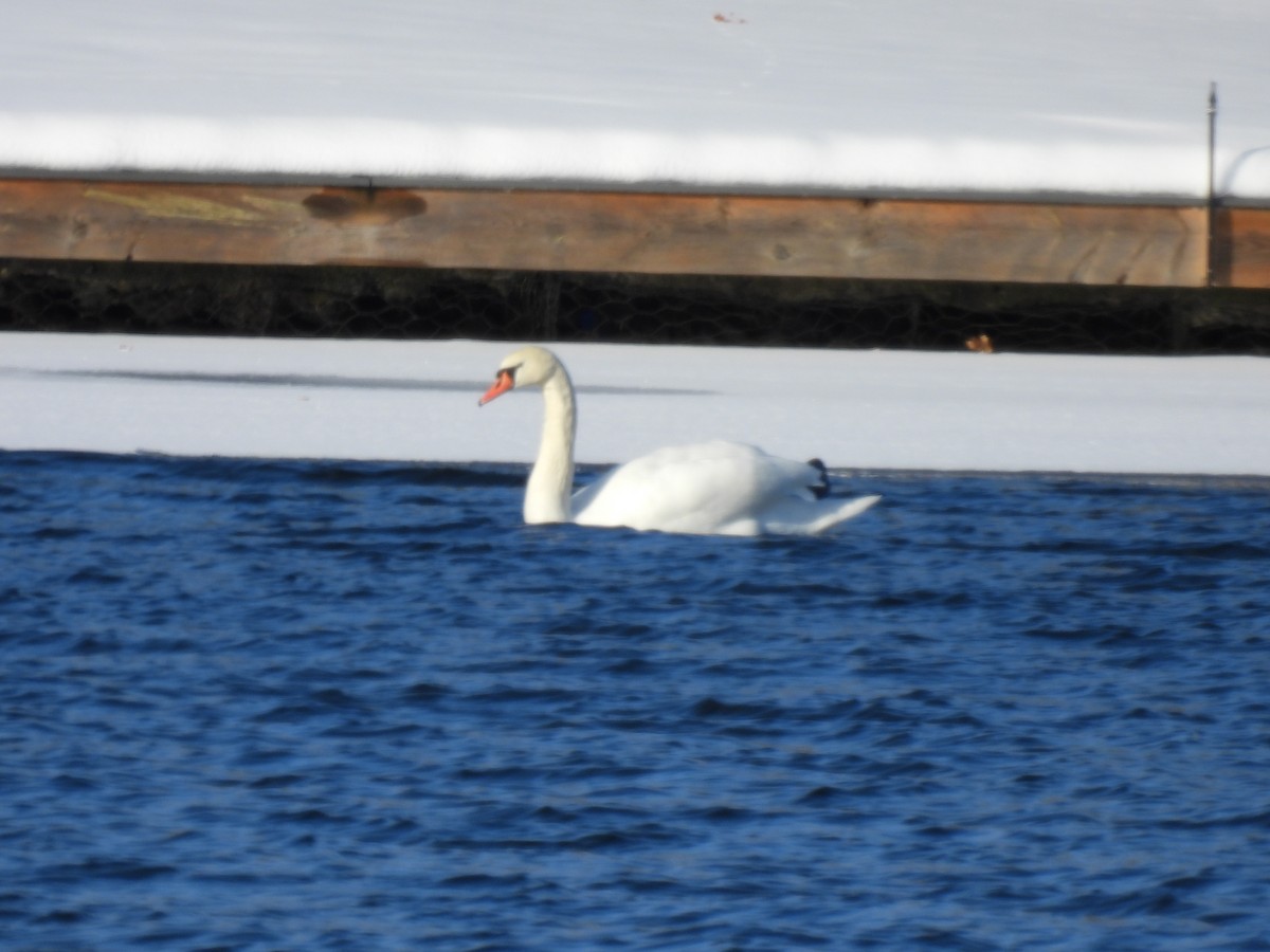 Лебідь-шипун - ML646861733