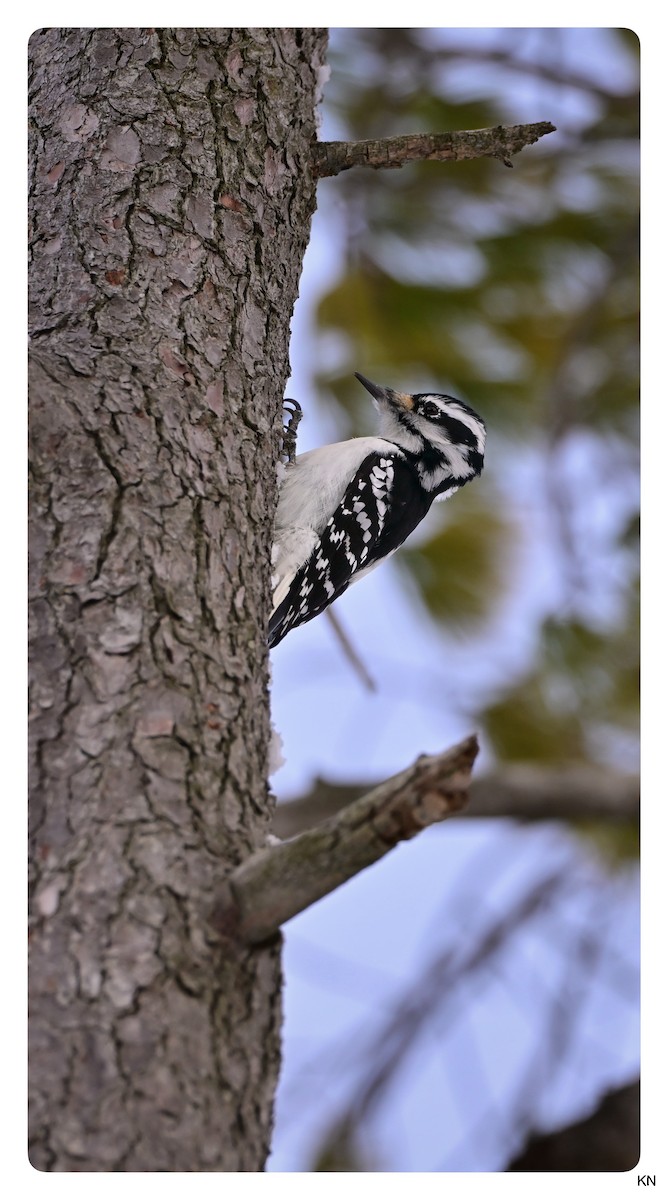 Downy Woodpecker - ML646861734