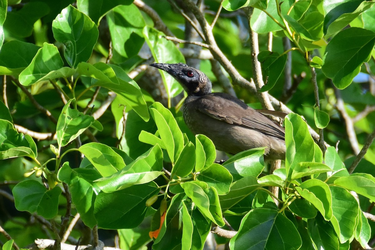 zoborožík přílbový - ML646861735