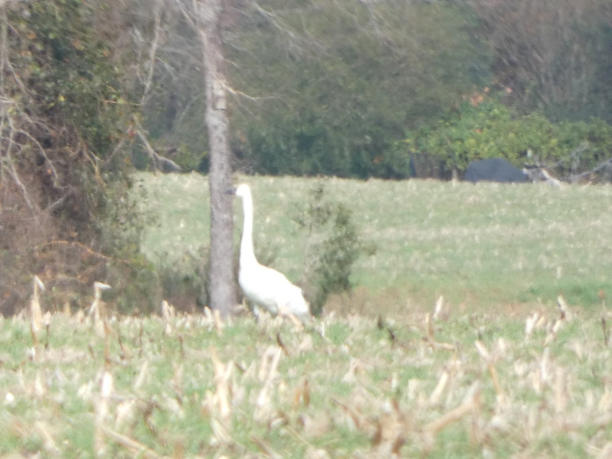 小天鵝 - ML646861736