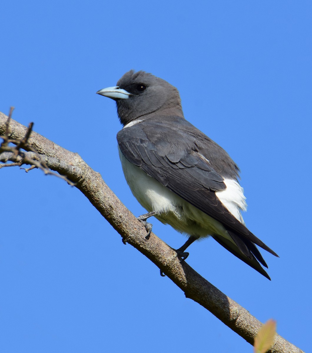 lasolet bělobřichý - ML646861738