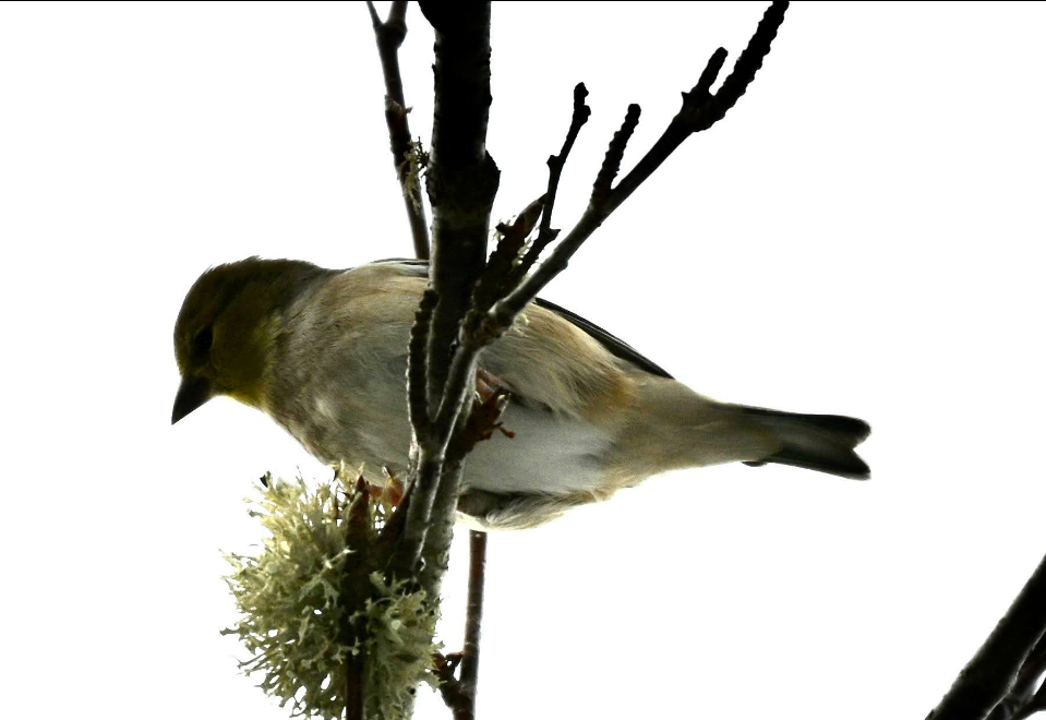 Altın İskete - ML646861741