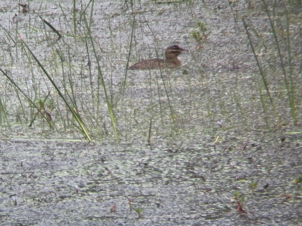Masked Duck - ML646861747