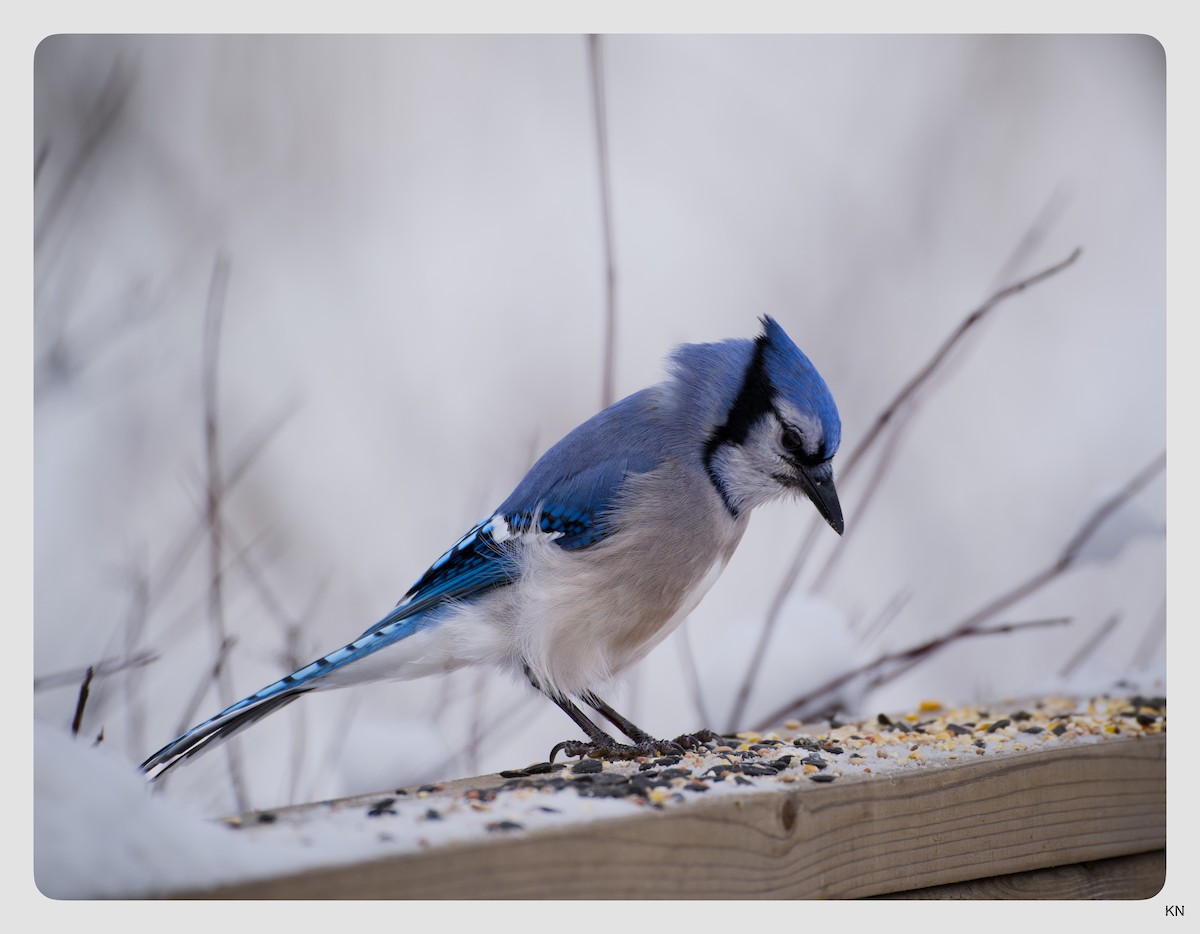 Blue Jay - ML646861748