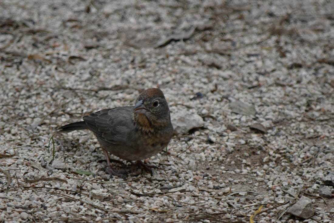 Canyon Towhee - ML646861749