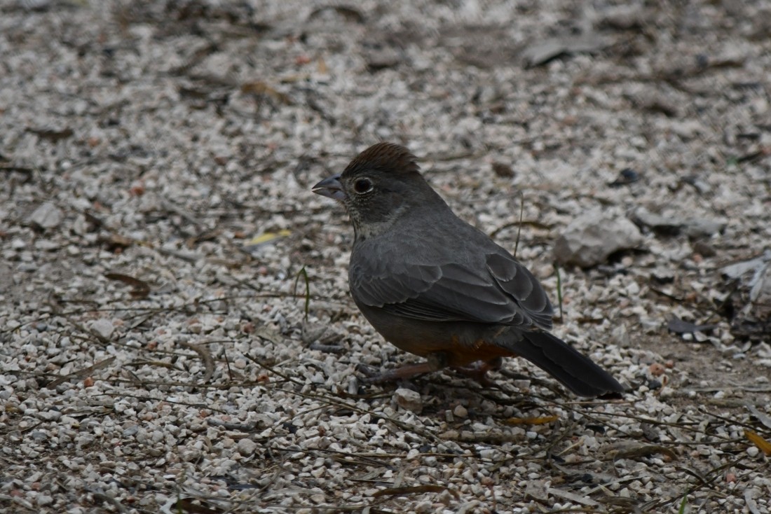 Canyon Towhee - ML646861750