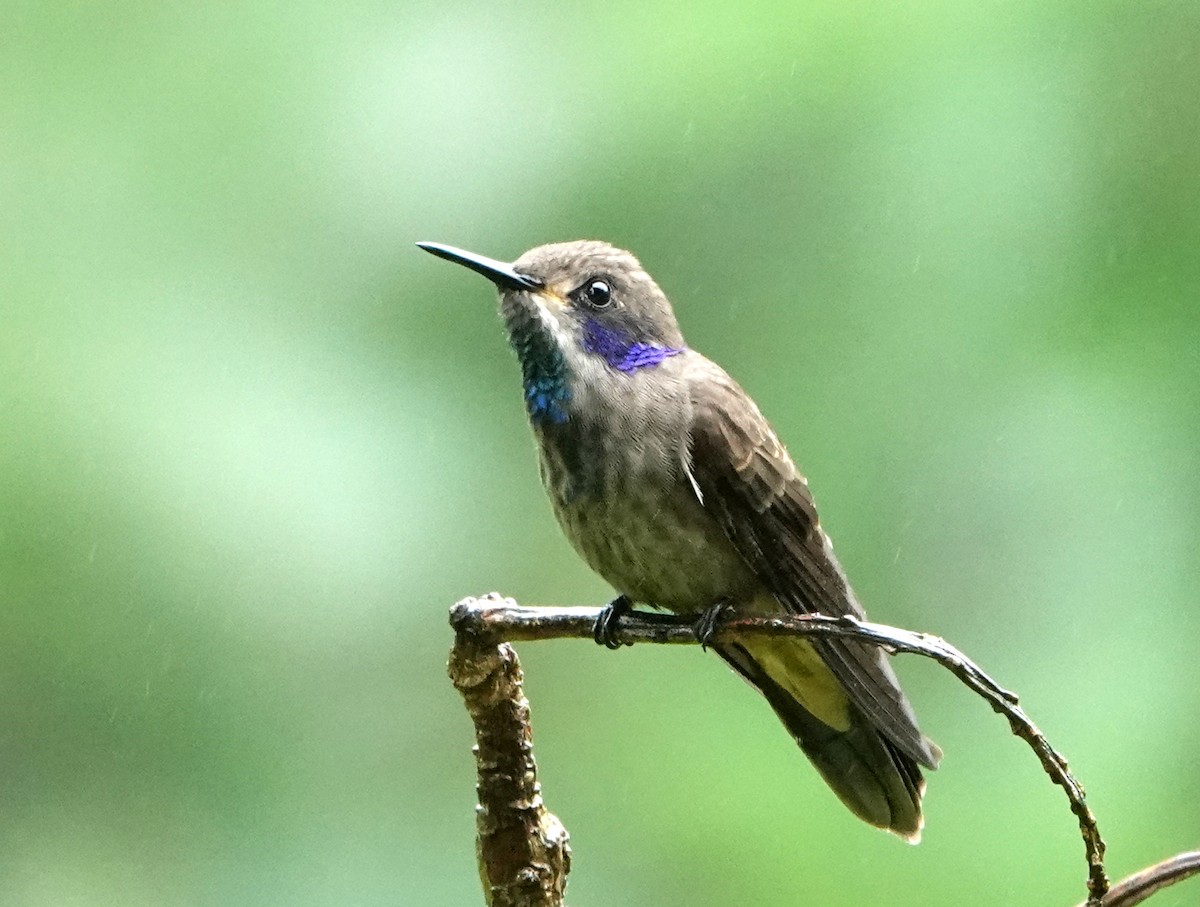 Brown Violetear - ML646861751