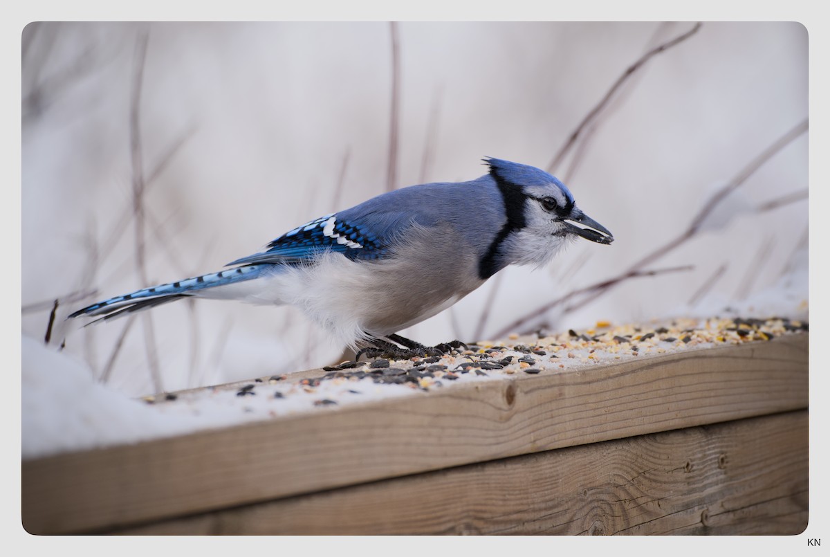 Blue Jay - ML646861752