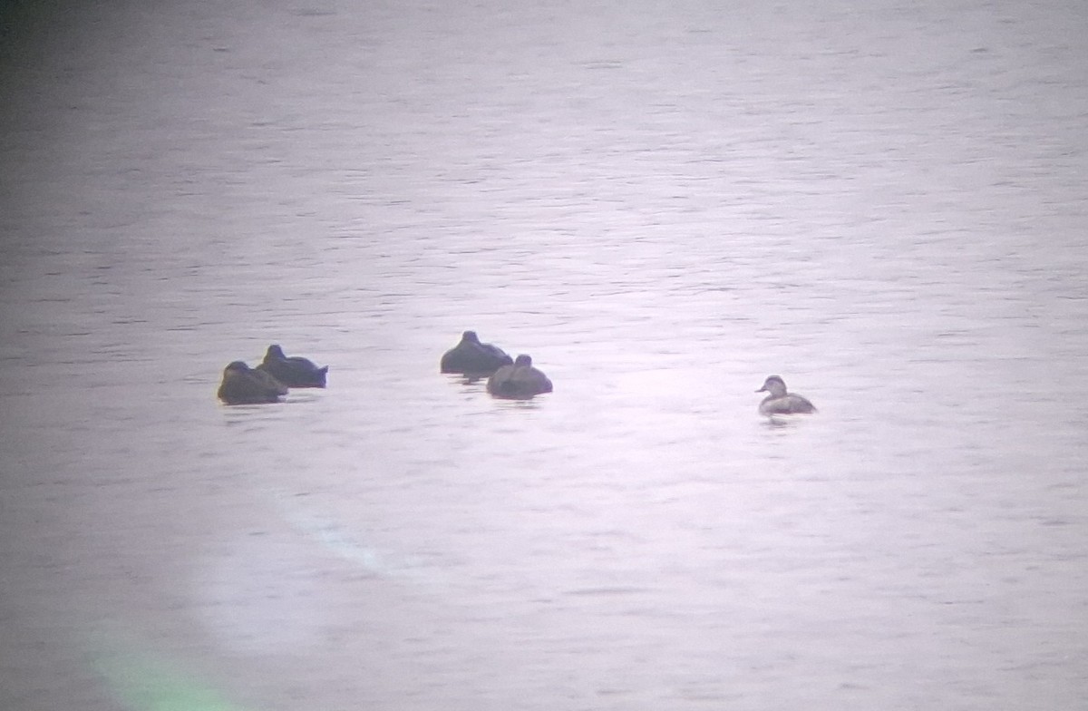 turpan žlutozobý - ML646861757