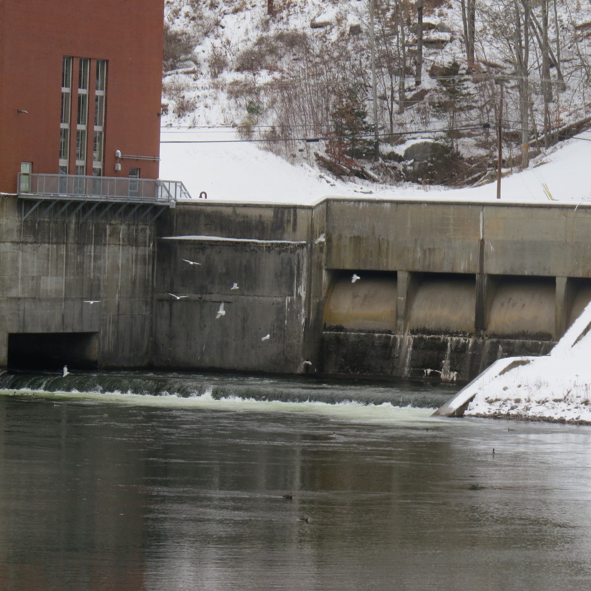 ringnebbmåke - ML646861758