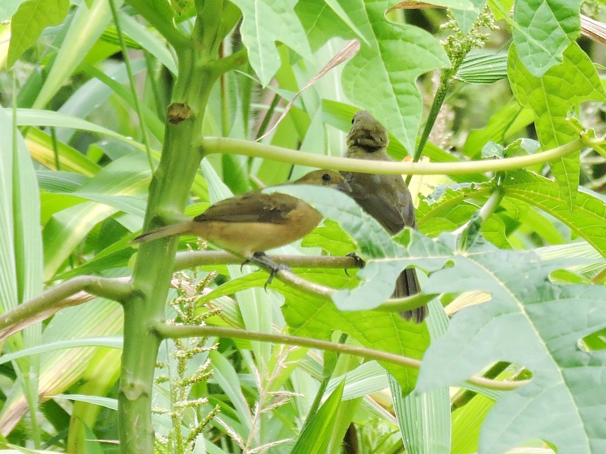 Variable Seedeater - ML646861759