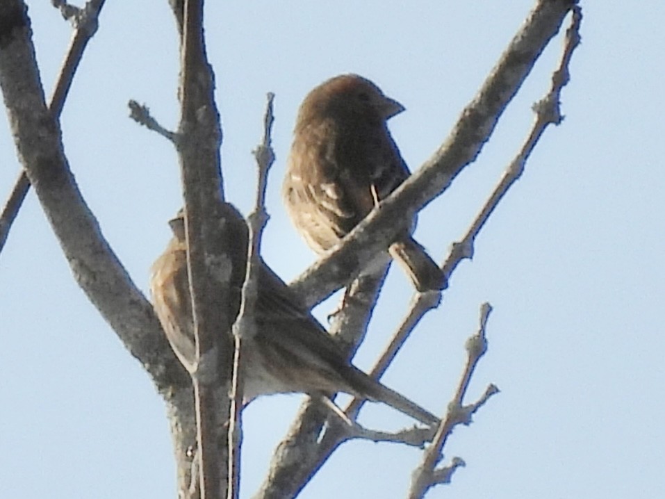 Roselin familier - ML646861762