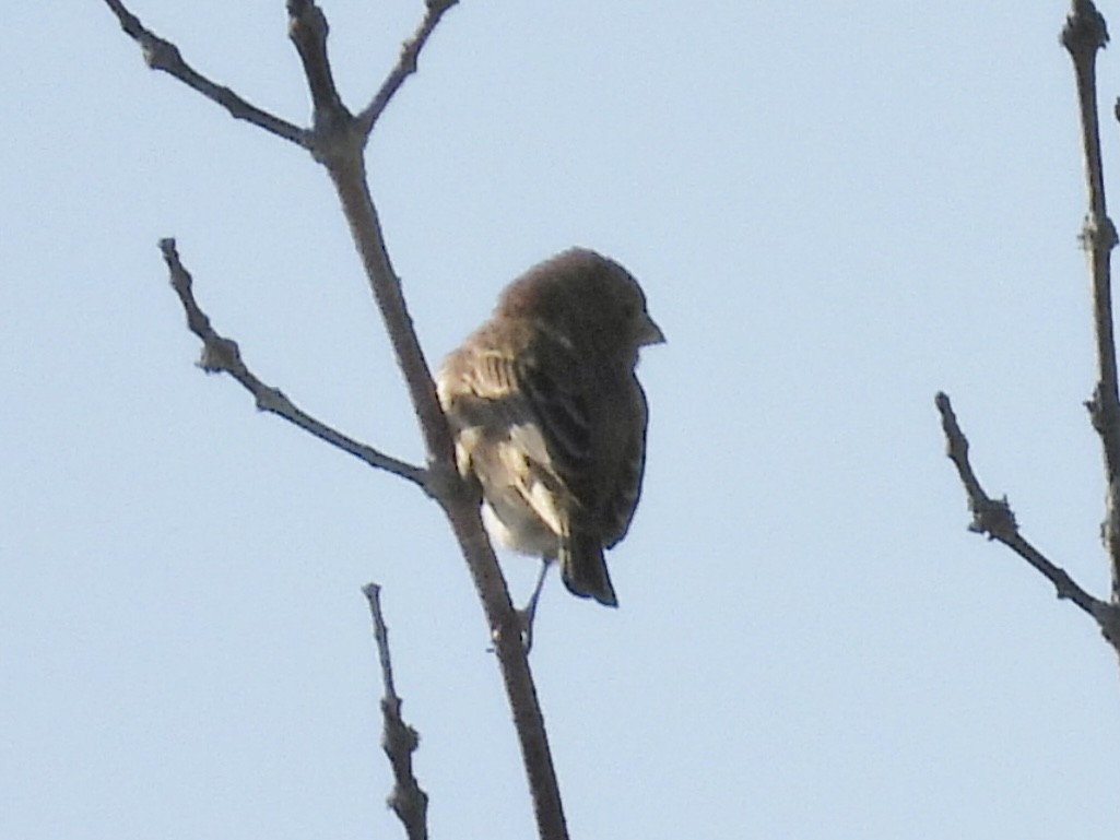 Roselin familier - ML646861763