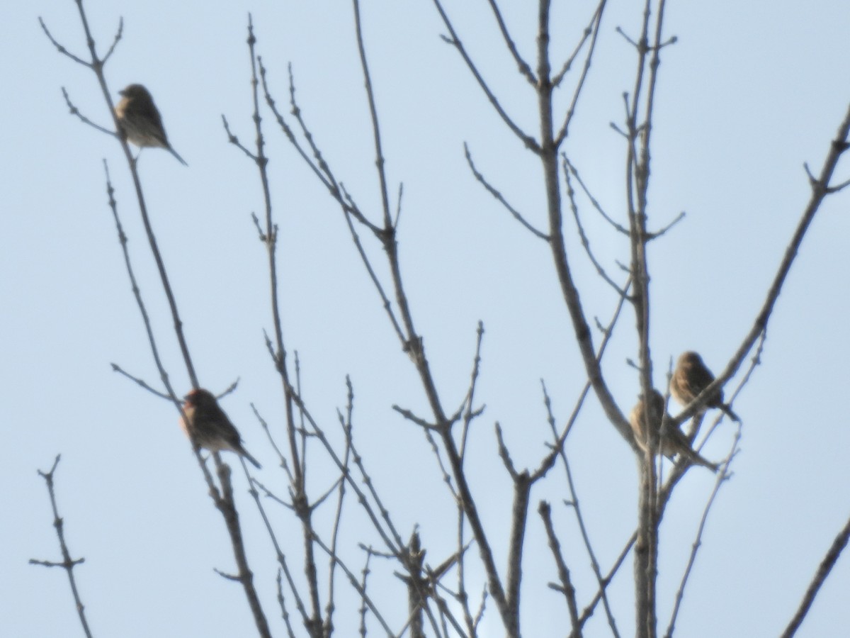 Roselin familier - ML646861765