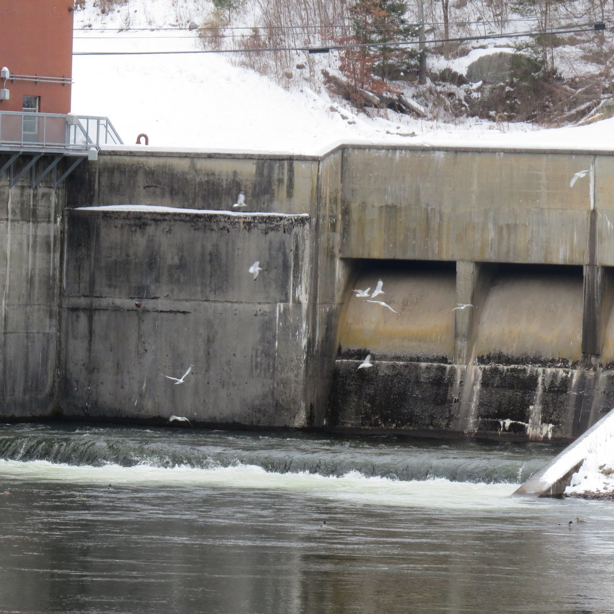 ringnebbmåke - ML646861769