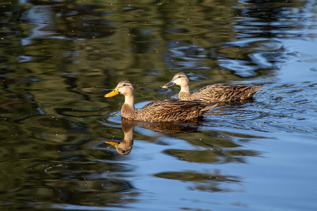 Mottled Duck - ML646861770