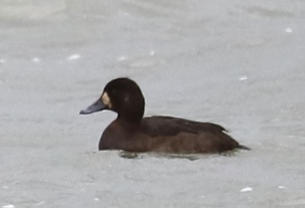Greater Scaup - ML646861772
