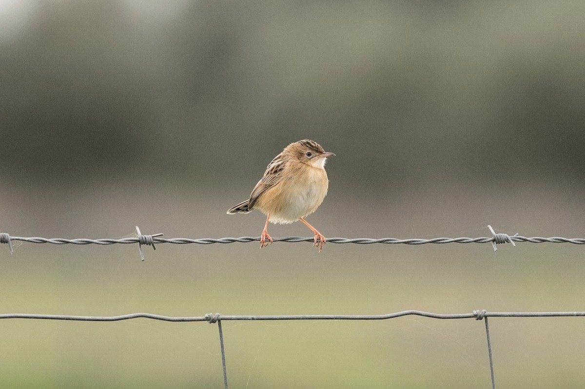 cistussanger - ML646861773