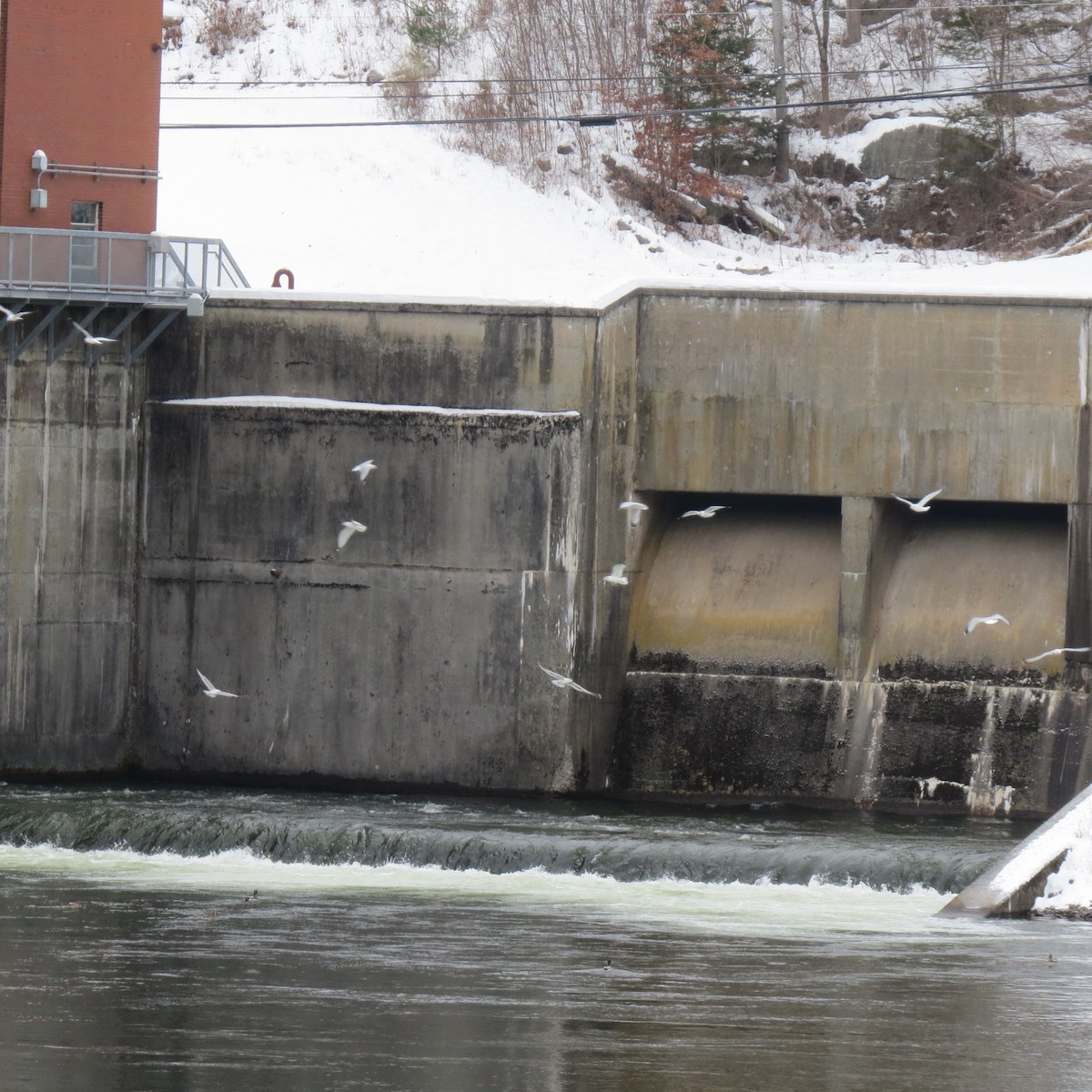 ringnebbmåke - ML646861776